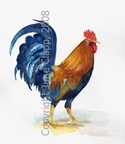 Rooster