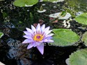 Water Lily