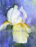 White Iris